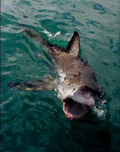 drones to prevent shark attacks 