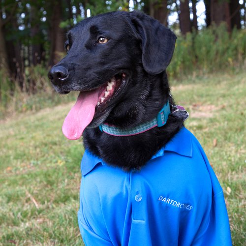 Image of Sam the dartdog drone training