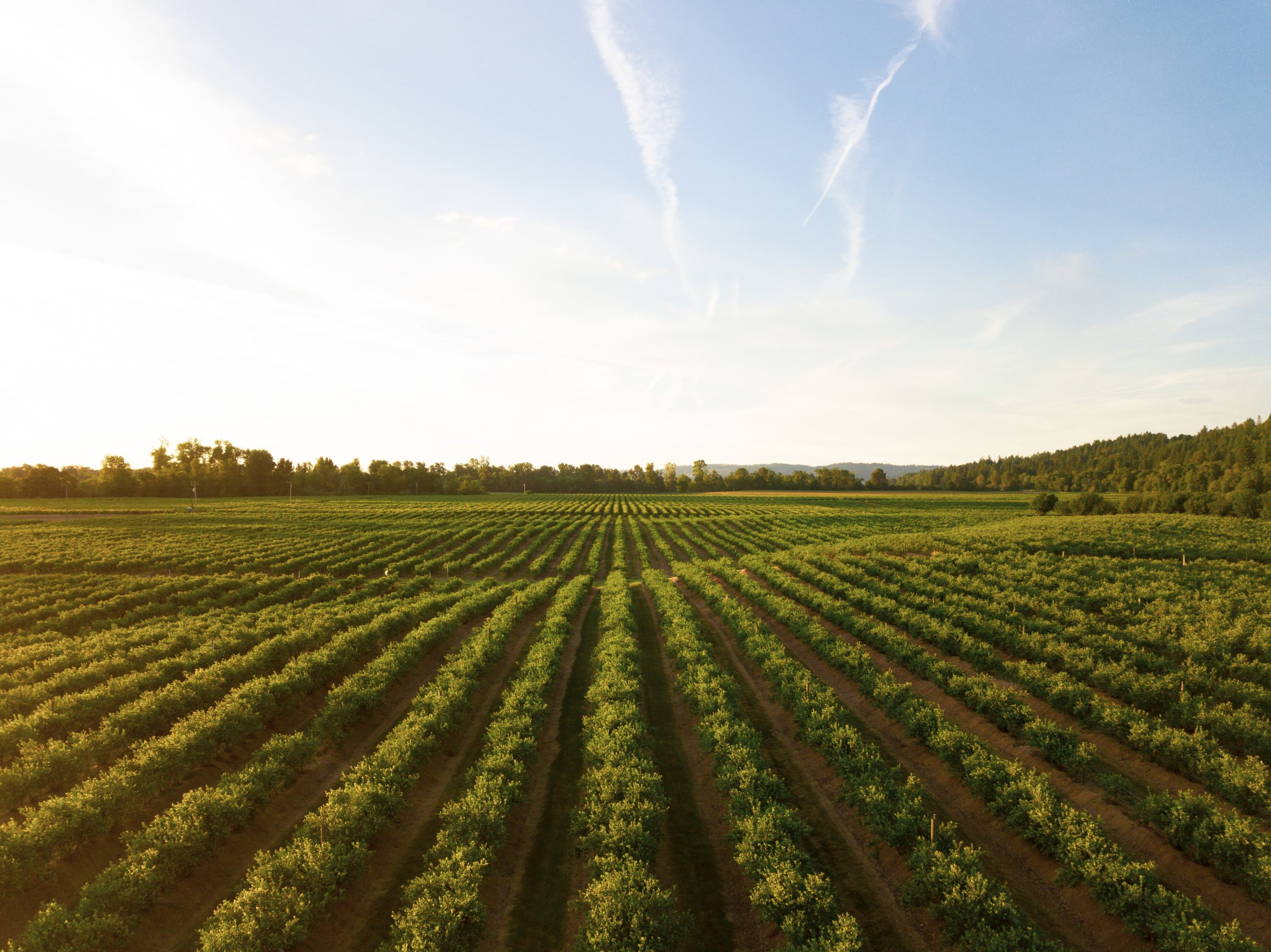 Drone and agriculture