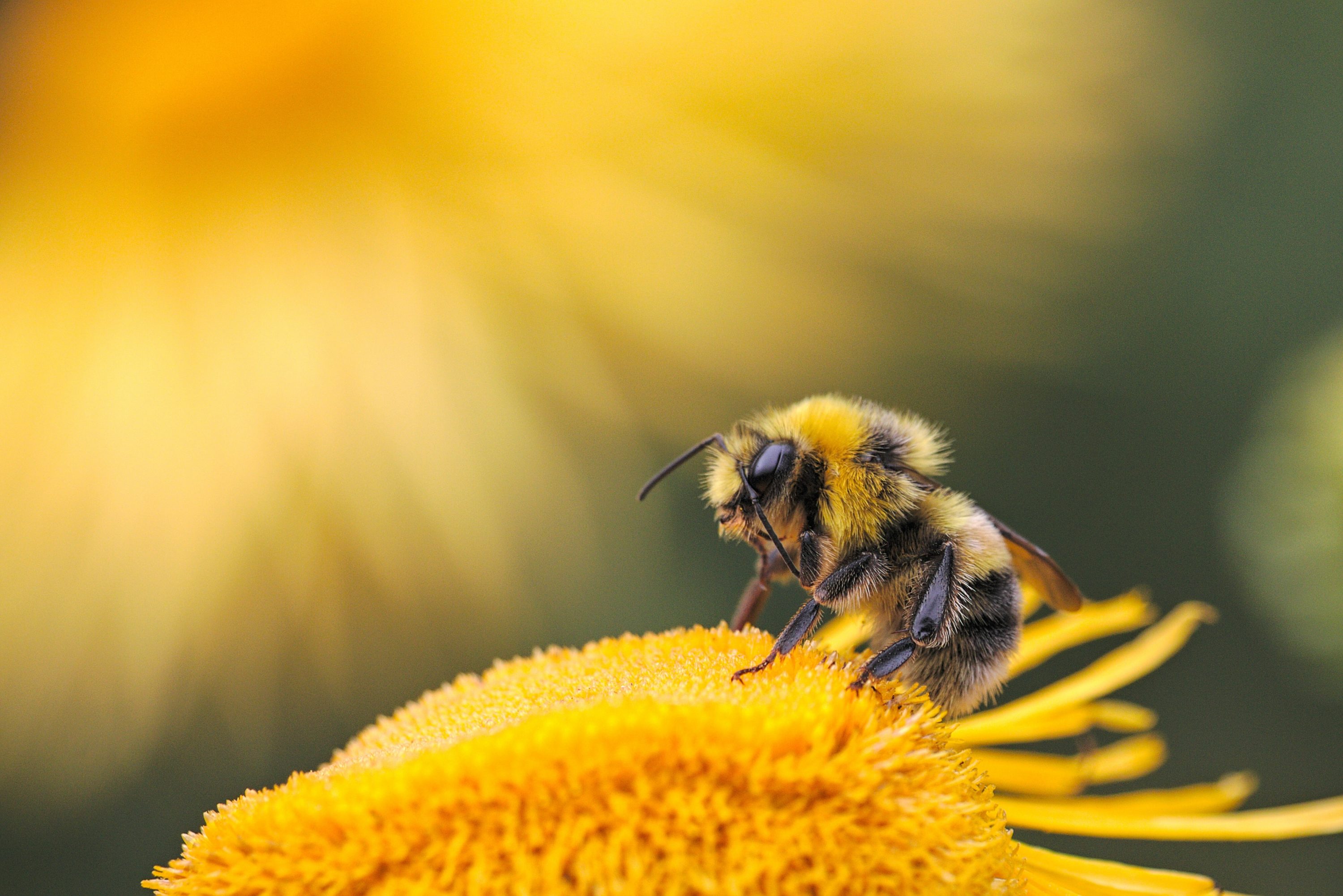 Plant Pollination Alternative: Drones